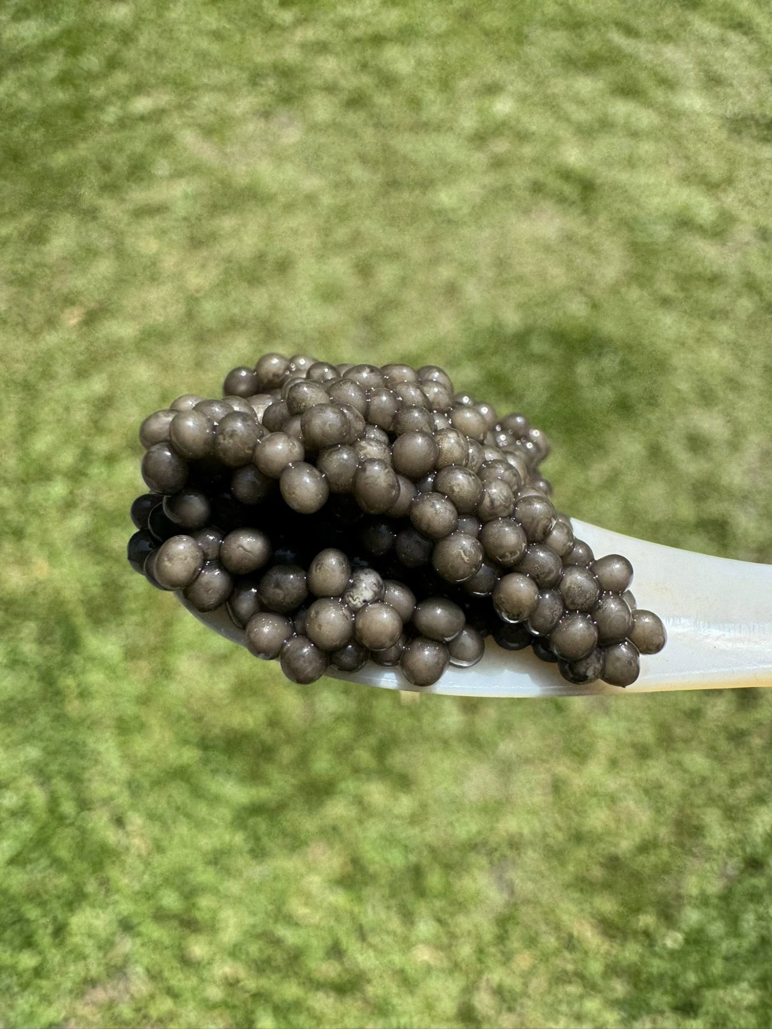鱘龍魚子醬禮盒